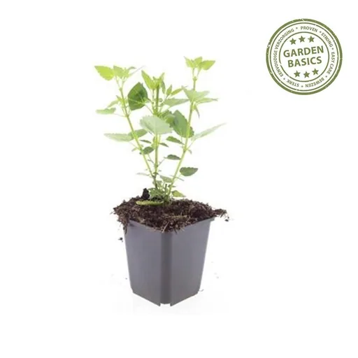 Duftnessel 'Blue Fortune' 6er-Set (Agastache) – winterharte Staude, Topf-Ø 9 cm, Höhe ca. 10–25 cm
