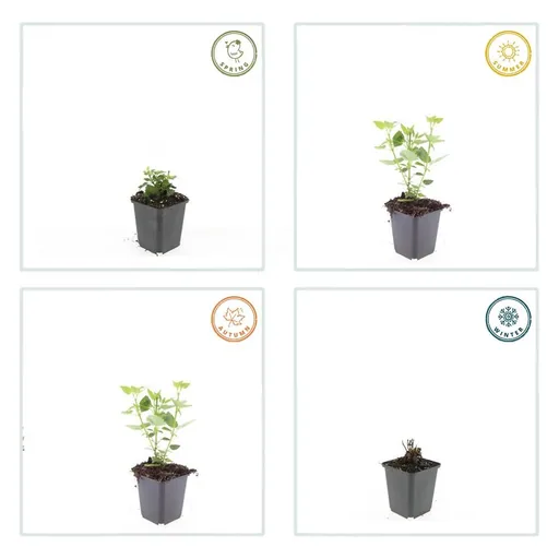 Duftnessel 'Blue Fortune' 6er-Set (Agastache) – winterharte Staude, Topf-Ø 9 cm, Höhe ca. 10–25 cm