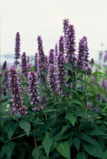 Duftnessel 'Blue Fortune' 6er-Set (Agastache) – winterharte Staude, Topf-Ø 9 cm, Höhe ca. 10–25 cm