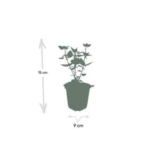 Duftnessel 'Blaues Glück' 60er-Set (Agastache foeniculum) – winterharte Staude, Topf-Ø 9 cm, Höhe ca. 25 cm