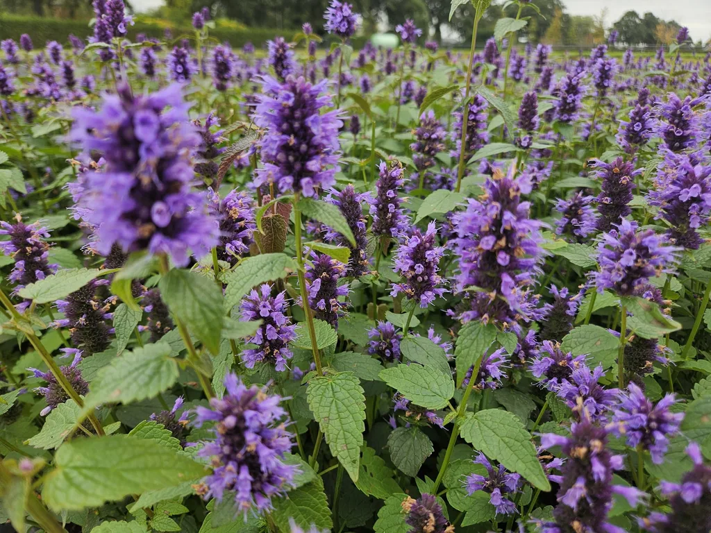 Duftnessel 'Blaues Glück' 60er-Set (Agastache foeniculum) – winterharte Staude, Topf-Ø 9 cm, Höhe ca. 25 cm