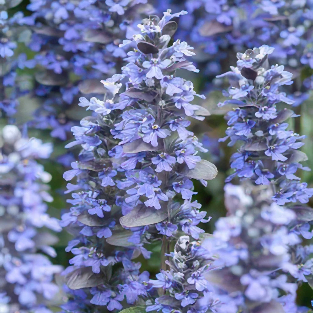 Kriechender Günsel 'Burgundy Glow' 6er-Set (Ajuga reptans) – winterharte Bodendecker-Staude, Topf-Ø 9 cm, Höhe ca. 25 cm