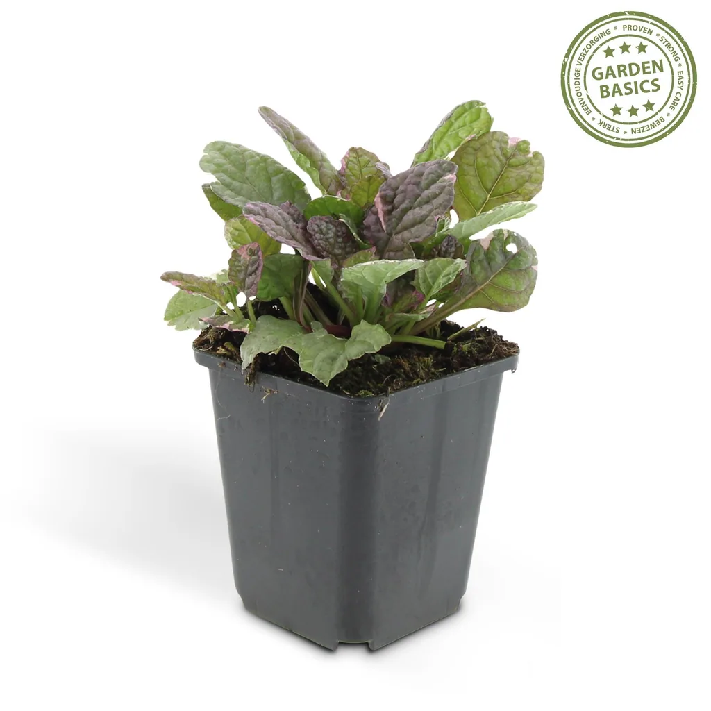 Kriechender Günsel 'Burgundy Glow' 6er-Set (Ajuga reptans) – winterharte Bodendecker-Staude, Topf-Ø 9 cm, Höhe ca. 25 cm