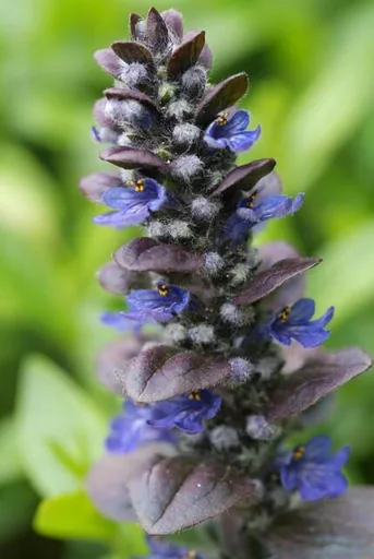 Teppich-Günsel 'Catlin's Giant' (Ajuga reptans) – wintergrüner Bodendecker, 12 Pflanzen, Topf-Ø 9 cm, Höhe ca. 15 cm