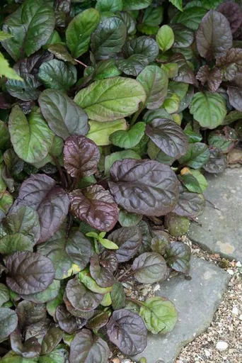 Teppich-Günsel 'Catlin's Giant' (Ajuga reptans) – wintergrüner Bodendecker, 12 Pflanzen, Topf-Ø 9 cm, Höhe ca. 15 cm