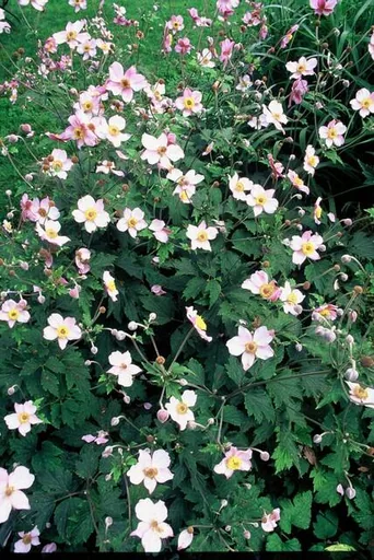 Filzige Herbst-Anemone 'Robustissima' 6er-Set (Anemone tom.) – winterharte Staude, Topf-Ø 9 cm, Höhe ca. 25 cm