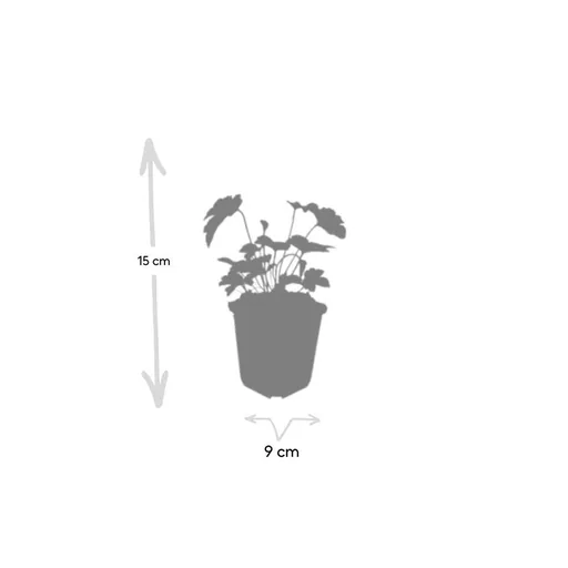 Filzige Herbst-Anemone 'Robustissima' 6er-Set (Anemone tom.) – winterharte Staude, Topf-Ø 9 cm, Höhe ca. 25 cm