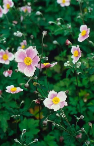 Filzige Herbst-Anemone 'Robustissima' 6er-Set (Anemone tom.) – winterharte Staude, Topf-Ø 9 cm, Höhe ca. 25 cm