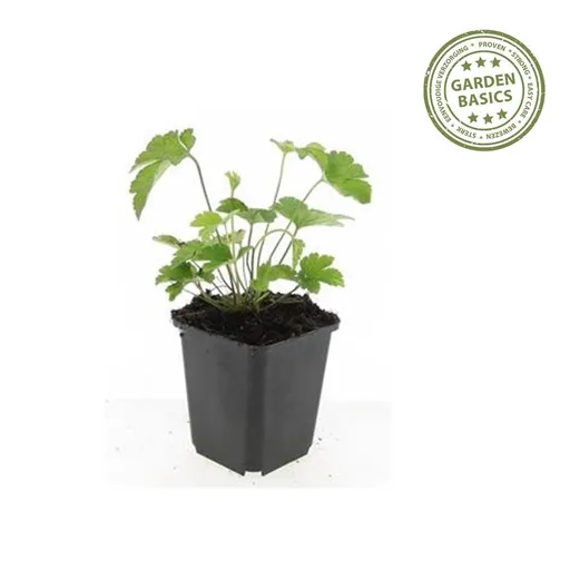 Filzige Herbst-Anemone 'Robustissima' 6er-Set (Anemone tom.) – winterharte Staude, Topf-Ø 9 cm, Höhe ca. 25 cm