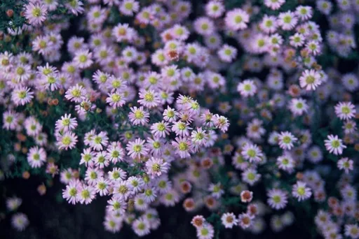 Wildaster 'Stardust' 12er-Set (Aster ageratoides) – winterharte Staude, Topf-Ø 9 cm, Höhe ca. 25 cm