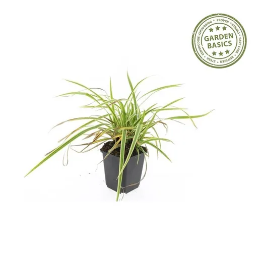 Japan-Segge 'Aureovariegata' 6er-Set (Carex morrowii) – winterhartes Ziergras, Topf-Ø 9 cm, Höhe ca. 25 cm