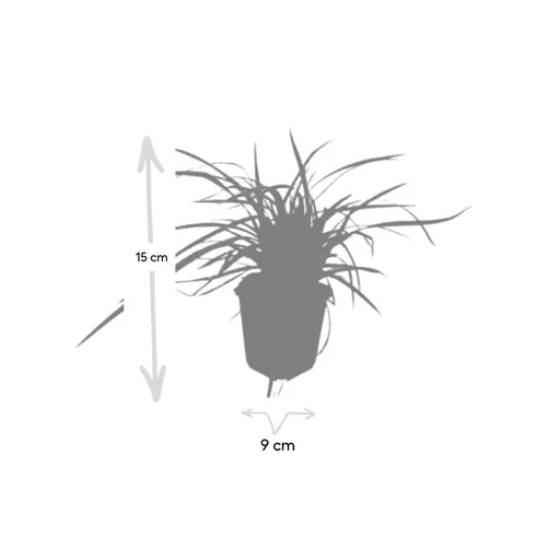 Japan-Segge 'Aureovariegata' 6er-Set (Carex morrowii) – winterhartes Ziergras, Topf-Ø 9 cm, Höhe ca. 25 cm