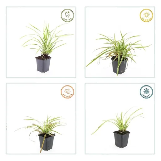 Gold-Japan-Segge (Carex morrowii 'Aureovariegata') – immergrünes Ziergras, 12 Pflanzen, Topf-Ø 9 cm, Höhe ca. 15 cm