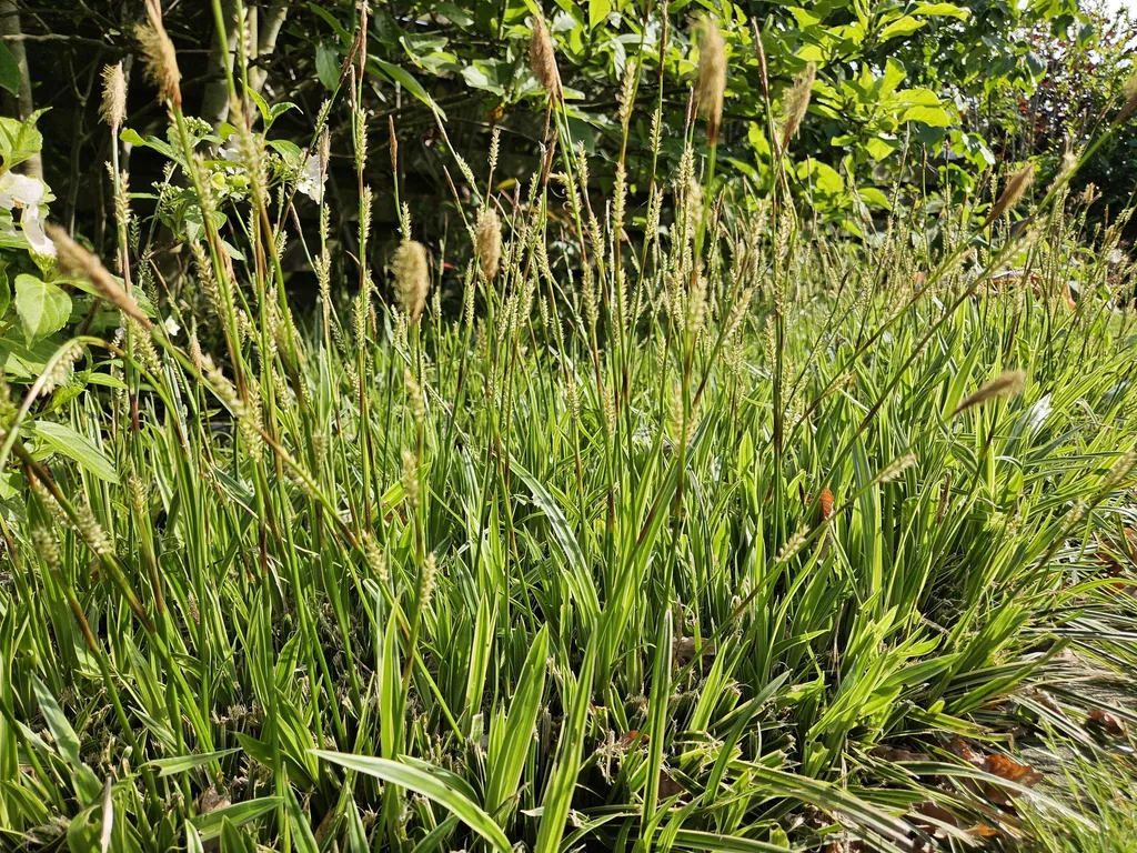 Gold-Japan-Segge (Carex morrowii 'Aureovariegata') – immergrünes Ziergras, 12 Pflanzen, Topf-Ø 9 cm, Höhe ca. 15 cm