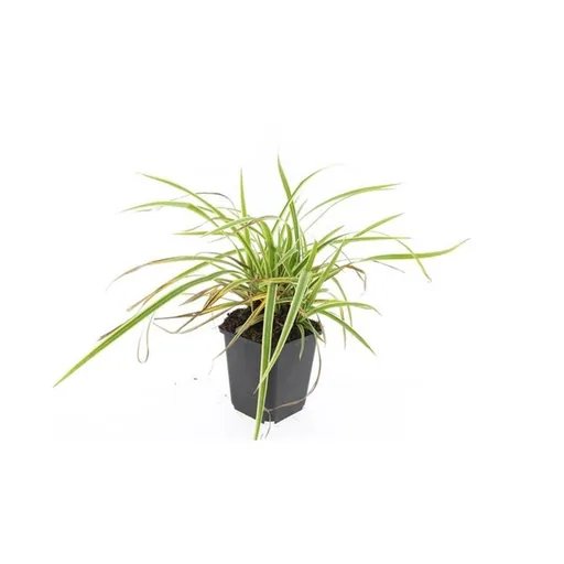 Gold-Japan-Segge (Carex morrowii 'Aureovariegata') – immergrünes Ziergras, 12 Pflanzen, Topf-Ø 9 cm, Höhe ca. 15 cm
