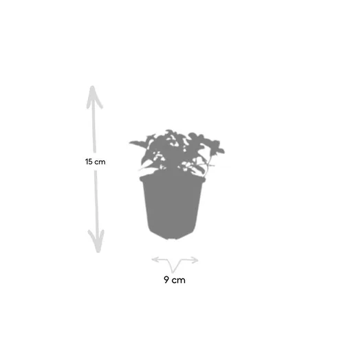 Teppichhartriegel 6er-Set (Cornus canadensis) – winterharte Staude, Topf-Ø 9 cm, Höhe ca. 25 cm