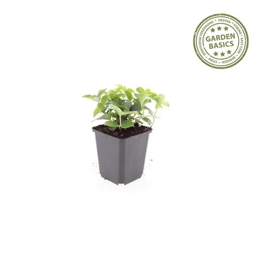 Teppichhartriegel 12er-Set (Cornus canadensis) – winterharte Staude, Topf-Ø 9 cm, Höhe ca. 25 cm