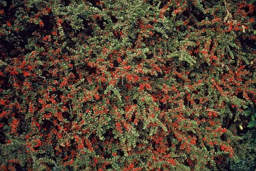 Fächer-Zwergmispel 6er-Set (Cotoneaster horizontalis) – winterharter Bodendecker, Topf-Ø 9 cm, Höhe ca. 25 cm