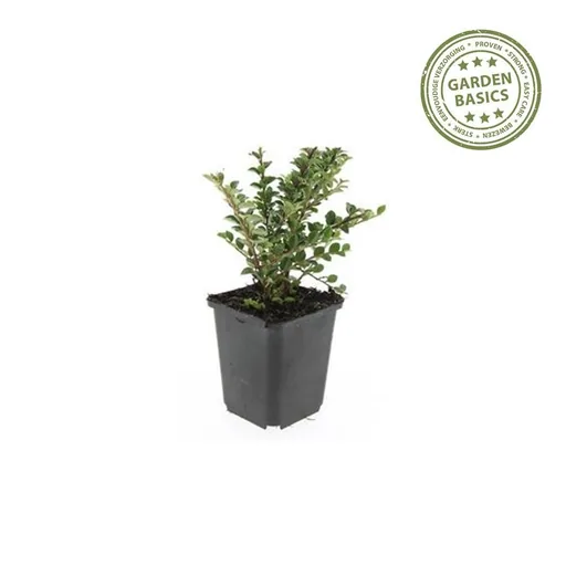 Fächer-Zwergmispel 6er-Set (Cotoneaster horizontalis) – winterharter Bodendecker, Topf-Ø 9 cm, Höhe ca. 25 cm