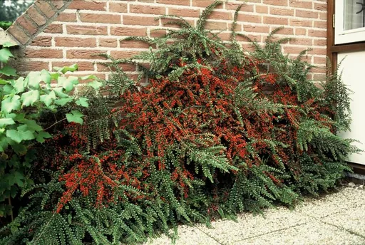 Fächer-Zwergmispel 6er-Set (Cotoneaster horizontalis) – winterharter Bodendecker, Topf-Ø 9 cm, Höhe ca. 25 cm