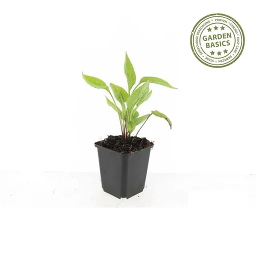 Purpursonnenhut 'White Swan' 60er-Set (Echinacea purpurea) – winterharte Staude, Topf-Ø 9 cm, Höhe ca. 10–25 cm