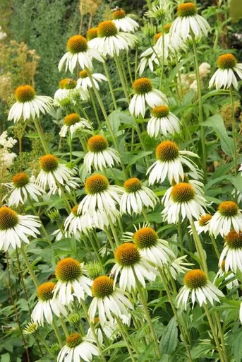 Purpursonnenhut 'White Swan' 60er-Set (Echinacea purpurea) – winterharte Staude, Topf-Ø 9 cm, Höhe ca. 10–25 cm