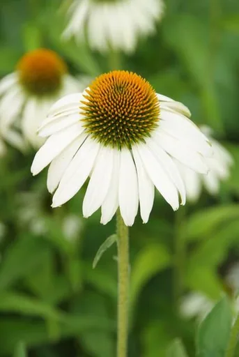 Purpursonnenhut 'White Swan' 60er-Set (Echinacea purpurea) – winterharte Staude, Topf-Ø 9 cm, Höhe ca. 10–25 cm