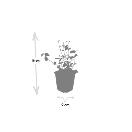 Immergrüne Kriechspindel 'Coloratus' 60er-Set (Euonymus fortunei) – winterharter immergrüner Bodendecker, Topf-Ø 9 cm, Höhe ca. 25 cm