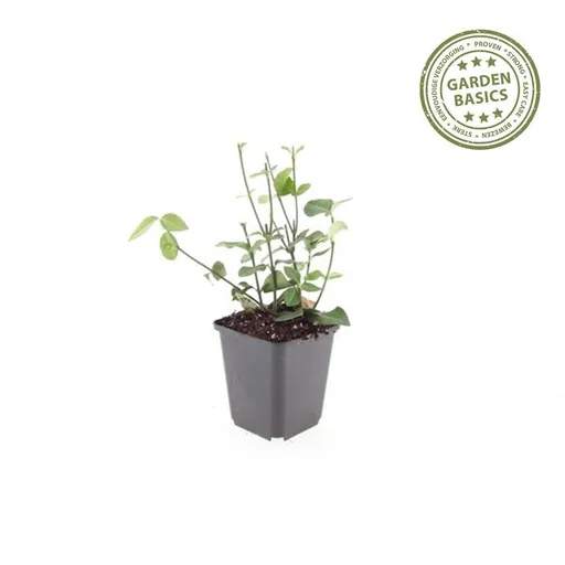 Immergrüne Kriechspindel 'Coloratus' 60er-Set (Euonymus fortunei) – winterharter immergrüner Bodendecker, Topf-Ø 9 cm, Höhe ca. 25 cm