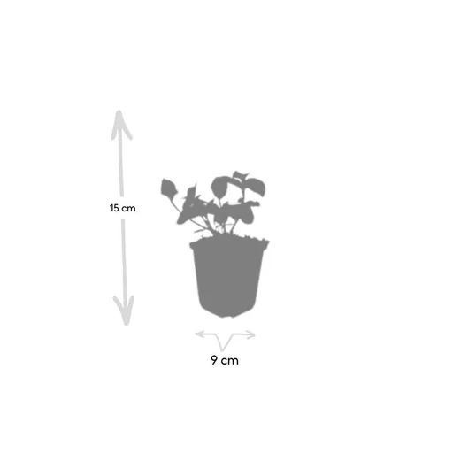 Kriechspindel 'Dart' 12er-Set (Euonymus fortunei) – winterharter immergrüner Bodendecker, Topf-Ø 9 cm, Höhe ca. 25 cm