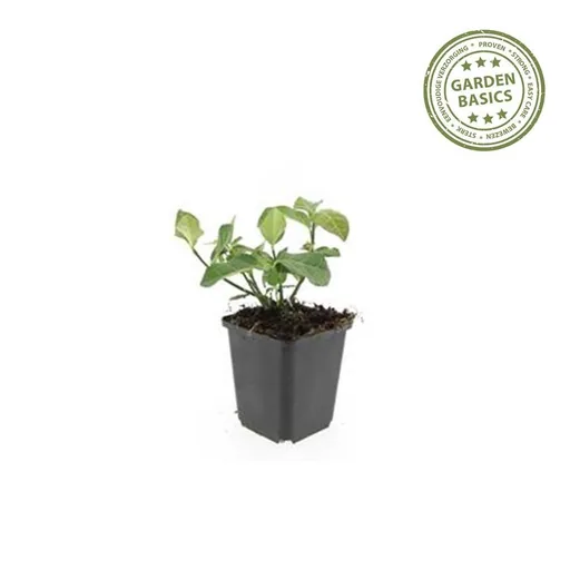 Kriechspindel 'Dart' 12er-Set (Euonymus fortunei) – winterharter immergrüner Bodendecker, Topf-Ø 9 cm, Höhe ca. 25 cm