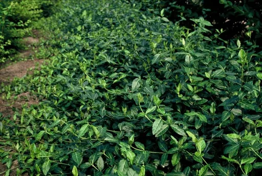 Kriechspindel 'Dart' 60er-Set (Euonymus fortunei) – immergrüner Bodendecker, Topf-Ø 9 cm, Höhe ca. 25 cm
