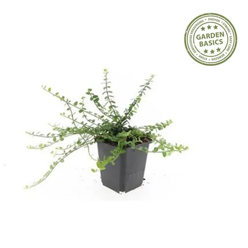 Immergrüne Kriechspindel 'Minimus' 6er-Set (Euonymus fortunei) – winterharter immergrüner Bodendecker, Topf-Ø 9 cm, Höhe ca. 25 cm
