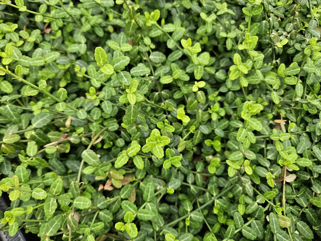 Immergrüne Kriechspindel 'Minimus' 12er-Set (Euonymus fortunei) – winterharter immergrüner Bodendecker, Topf-Ø 9 cm, Höhe ca. 25 cm