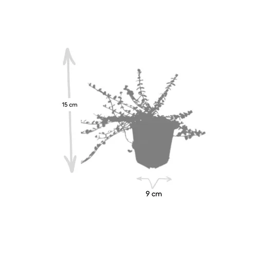 Immergrüne Kriechspindel 'Minimus' 60er-Set (Euonymus fortunei) – winterharter immergrüner Bodendecker, Topf-Ø 9 cm, Höhe ca. 25 cm