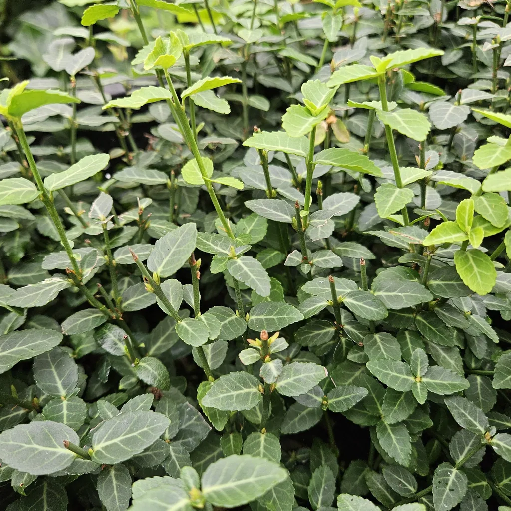 Kriechspindel 12er-Set (Euonymus fortunei) – winterharter immergrüner Strauch, Topf-Ø 9 cm, Höhe ca. 10–25 cm