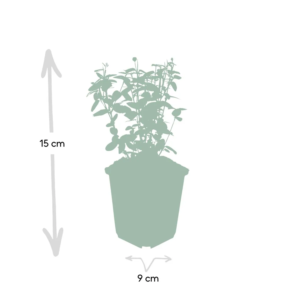 Kriechspindel 12er-Set (Euonymus fortunei) – winterharter immergrüner Strauch, Topf-Ø 9 cm, Höhe ca. 10–25 cm