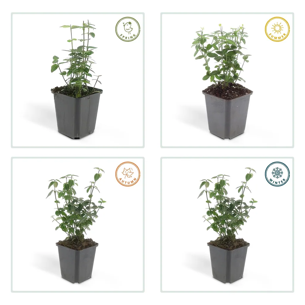 Kriechspindel 12er-Set (Euonymus fortunei) – winterharter immergrüner Strauch, Topf-Ø 9 cm, Höhe ca. 10–25 cm