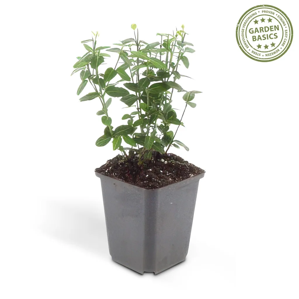 Kriechspindel 12er-Set (Euonymus fortunei) – winterharter immergrüner Strauch, Topf-Ø 9 cm, Höhe ca. 10–25 cm