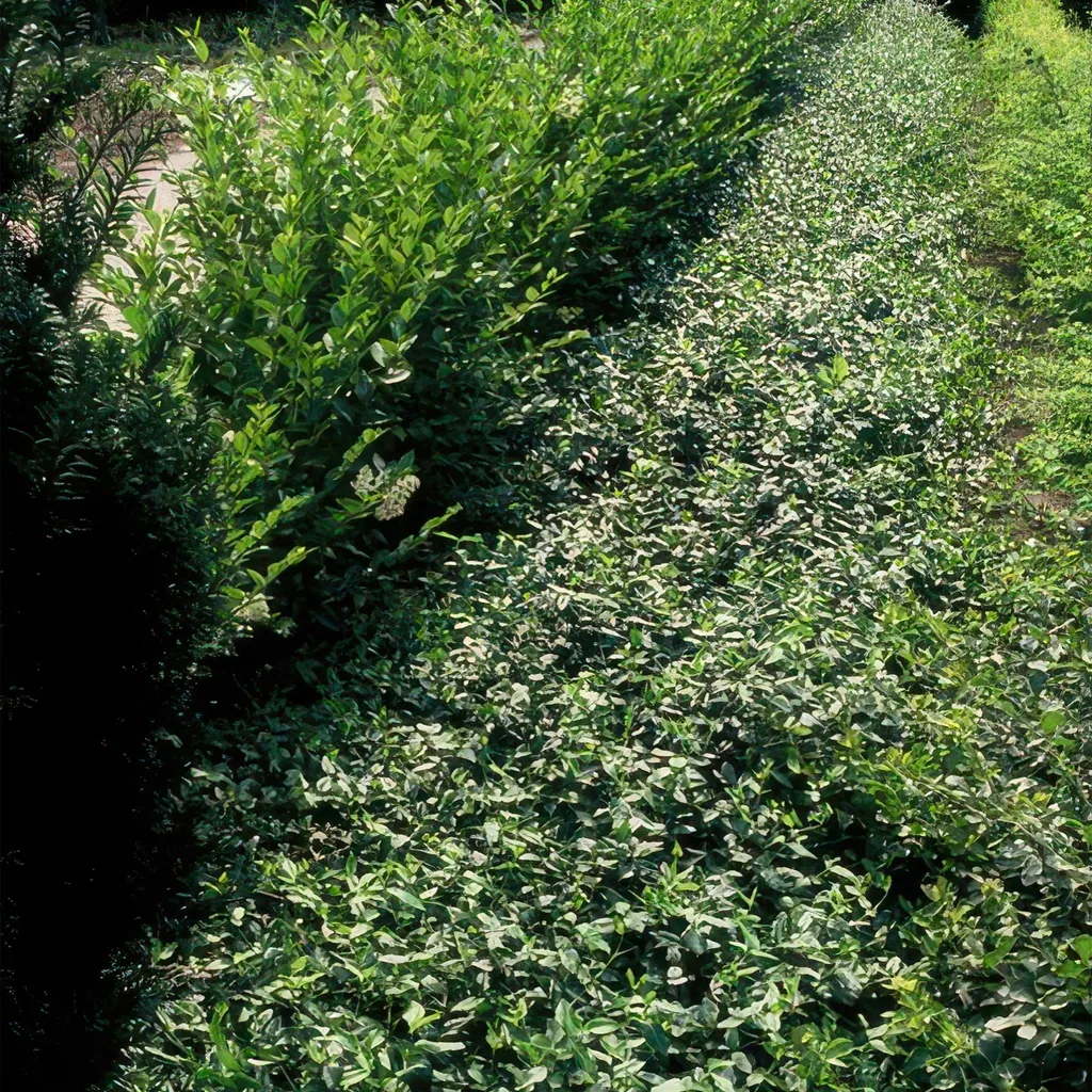 Kriechspindel 12er-Set (Euonymus fortunei) – winterharter immergrüner Strauch, Topf-Ø 9 cm, Höhe ca. 10–25 cm