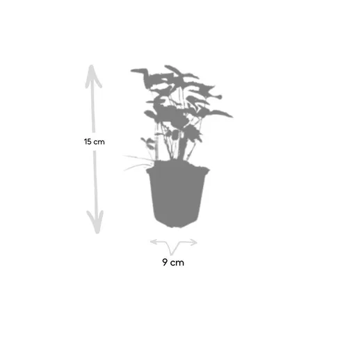 Walderdbeere 6er-Set (Fragaria vesca) – winterharte Wildobst-Staude, Topf-Ø 9 cm, Höhe ca. 25 cm