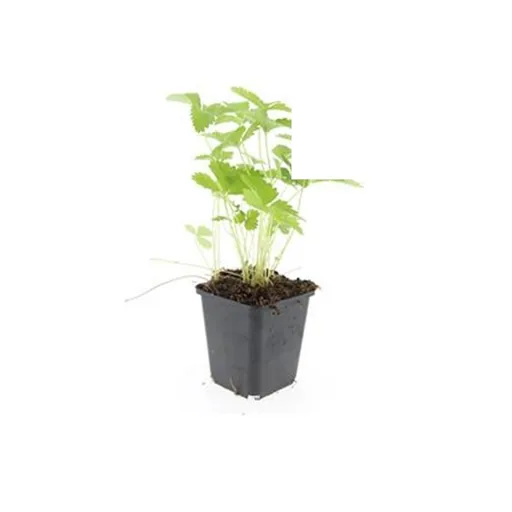 Wald-Erdbeere / Monatserdbeere (Fragaria vesca) – essbarer Bodendecker, 12er-Set, Topf-Ø 9 cm, Höhe ca. 15 cm