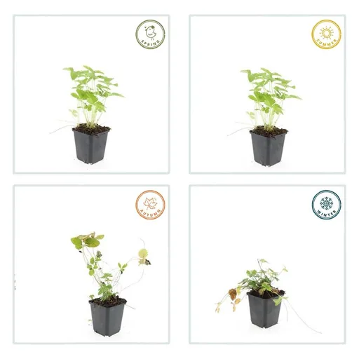 Walderdbeere 60er-Set (Fragaria vesca) – winterharte Staude, Topf-Ø 9 cm, Höhe ca. 25 cm