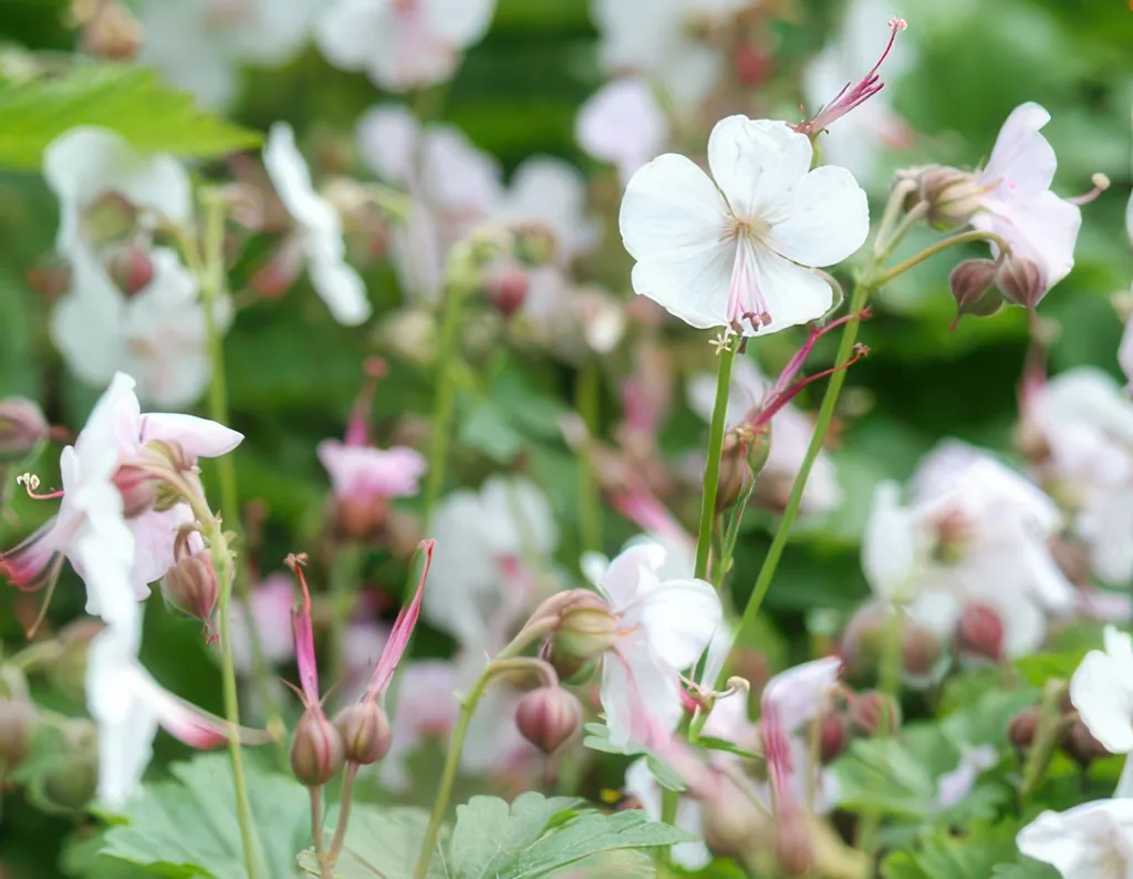 Geranie 'Biokovo' 12er-Set (Geranium cantabrigiense) – winterharte Staude, Topf-Ø 9 cm, Höhe ca. 25 cm