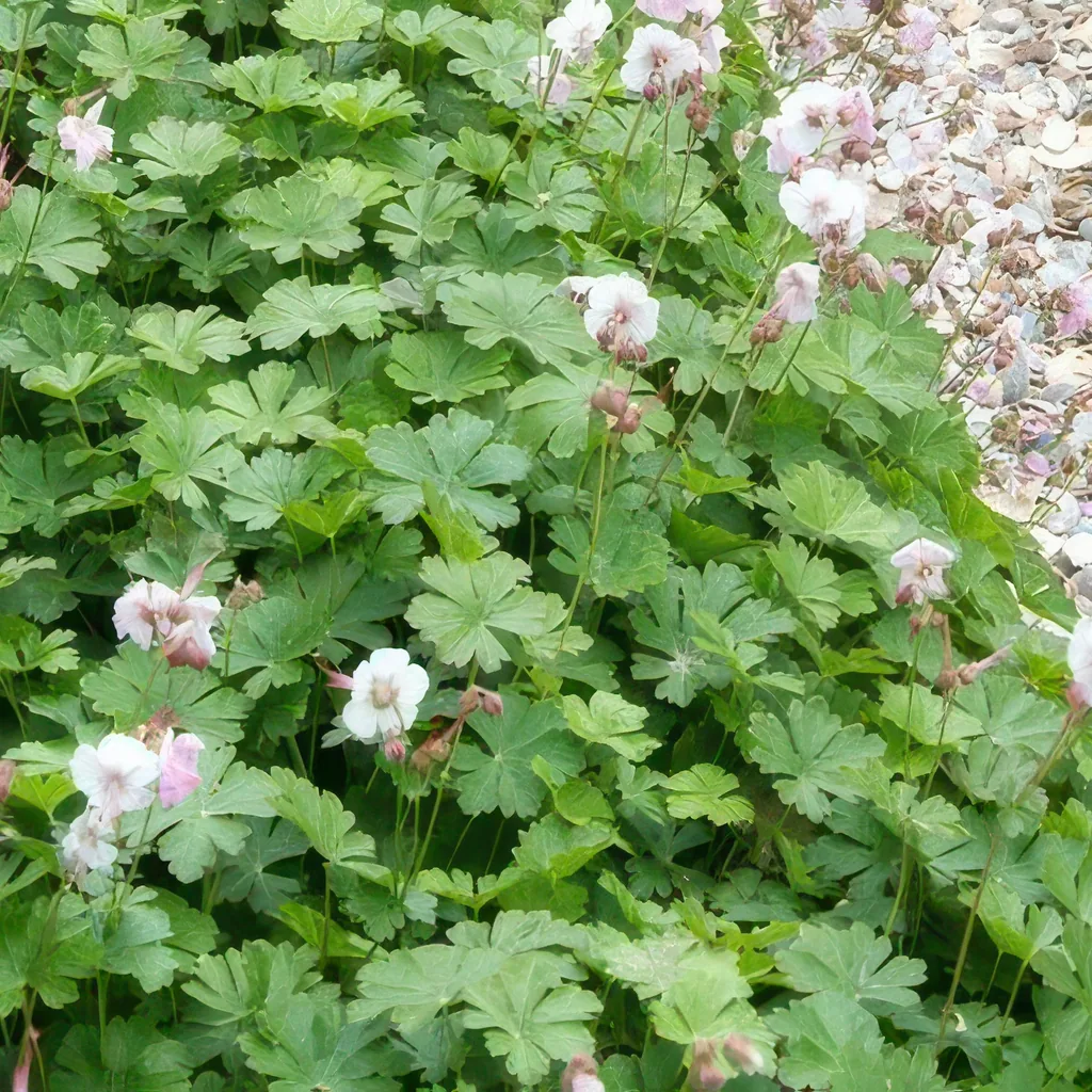 Geranie 'Biokovo' 12er-Set (Geranium cantabrigiense) – winterharte Staude, Topf-Ø 9 cm, Höhe ca. 25 cm