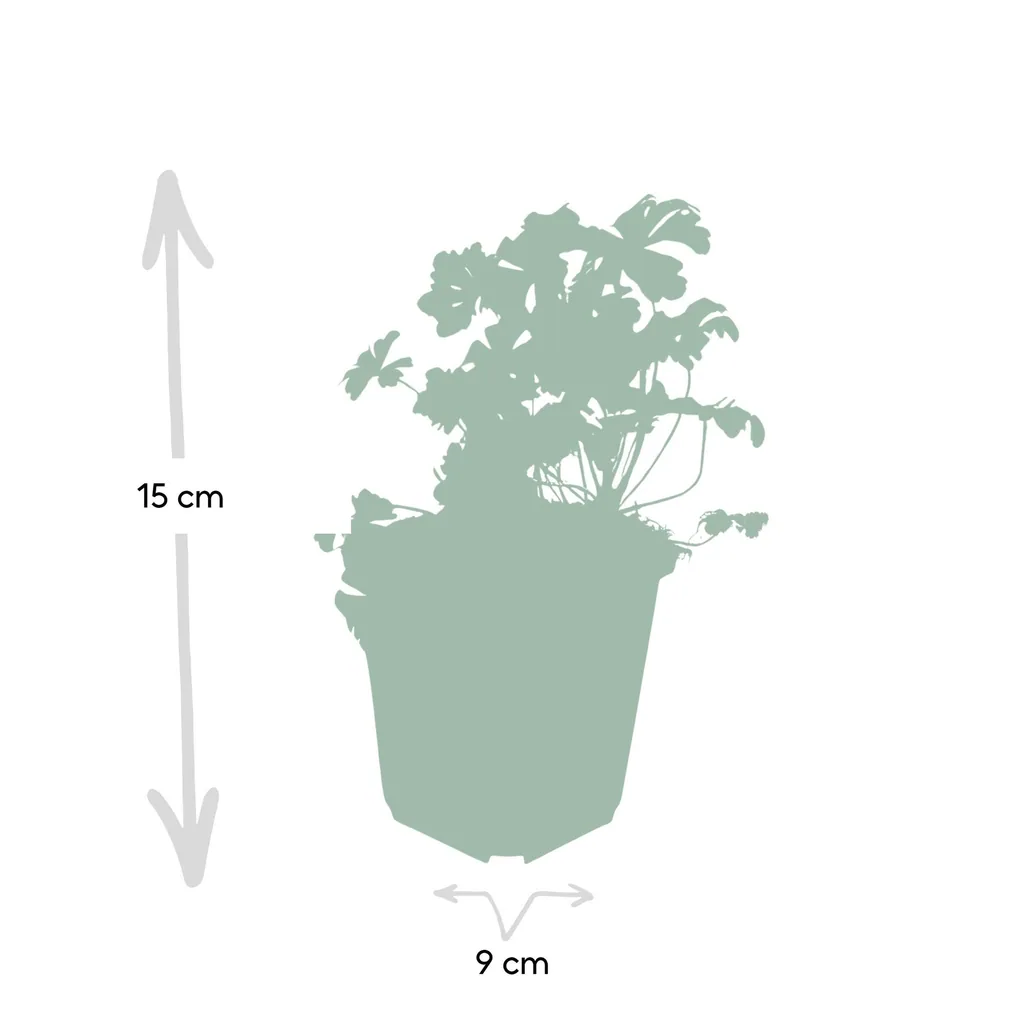 Geranie 'Biokovo' 12er-Set (Geranium cantabrigiense) – winterharte Staude, Topf-Ø 9 cm, Höhe ca. 25 cm