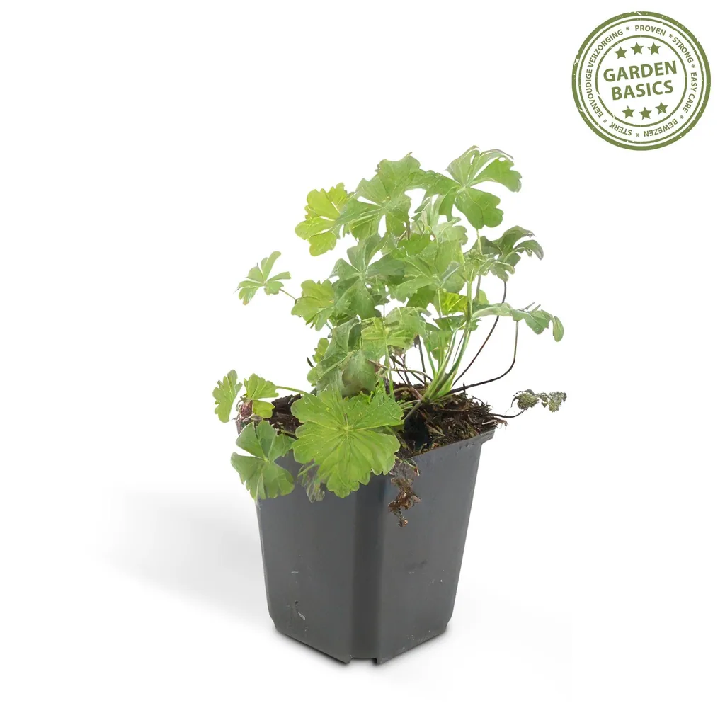 Geranie 'Biokovo' 12er-Set (Geranium cantabrigiense) – winterharte Staude, Topf-Ø 9 cm, Höhe ca. 25 cm