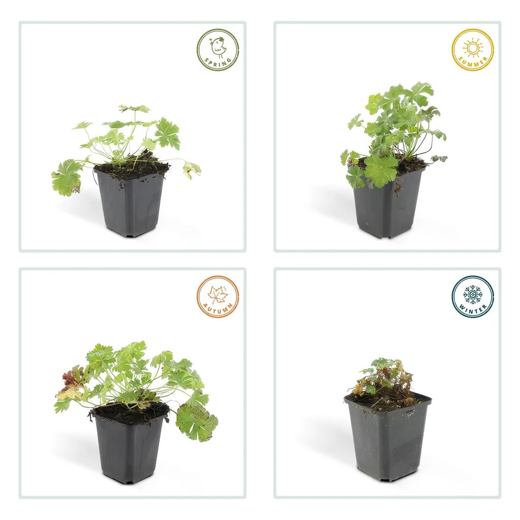 Geranie 'Biokovo' 12er-Set (Geranium cantabrigiense) – winterharte Staude, Topf-Ø 9 cm, Höhe ca. 25 cm