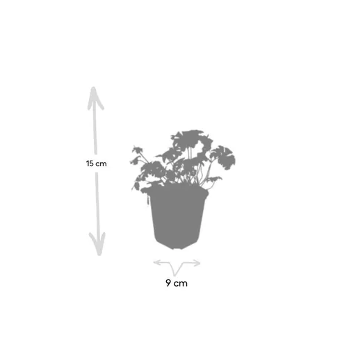 Geranie 'Cambridge' 6er-Set (Geranium cantabrigiense) – winterharte Staude, Topf-Ø 9 cm, Höhe ca. 25 cm