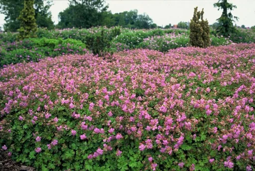 Geranie 'Cambridge' 6er-Set (Geranium cantabrigiense) – winterharte Staude, Topf-Ø 9 cm, Höhe ca. 25 cm